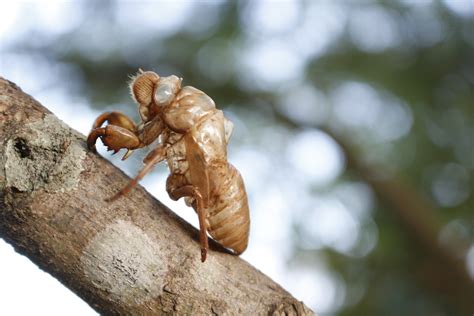 insect ang|蝉团长 insect ang (@insect.
